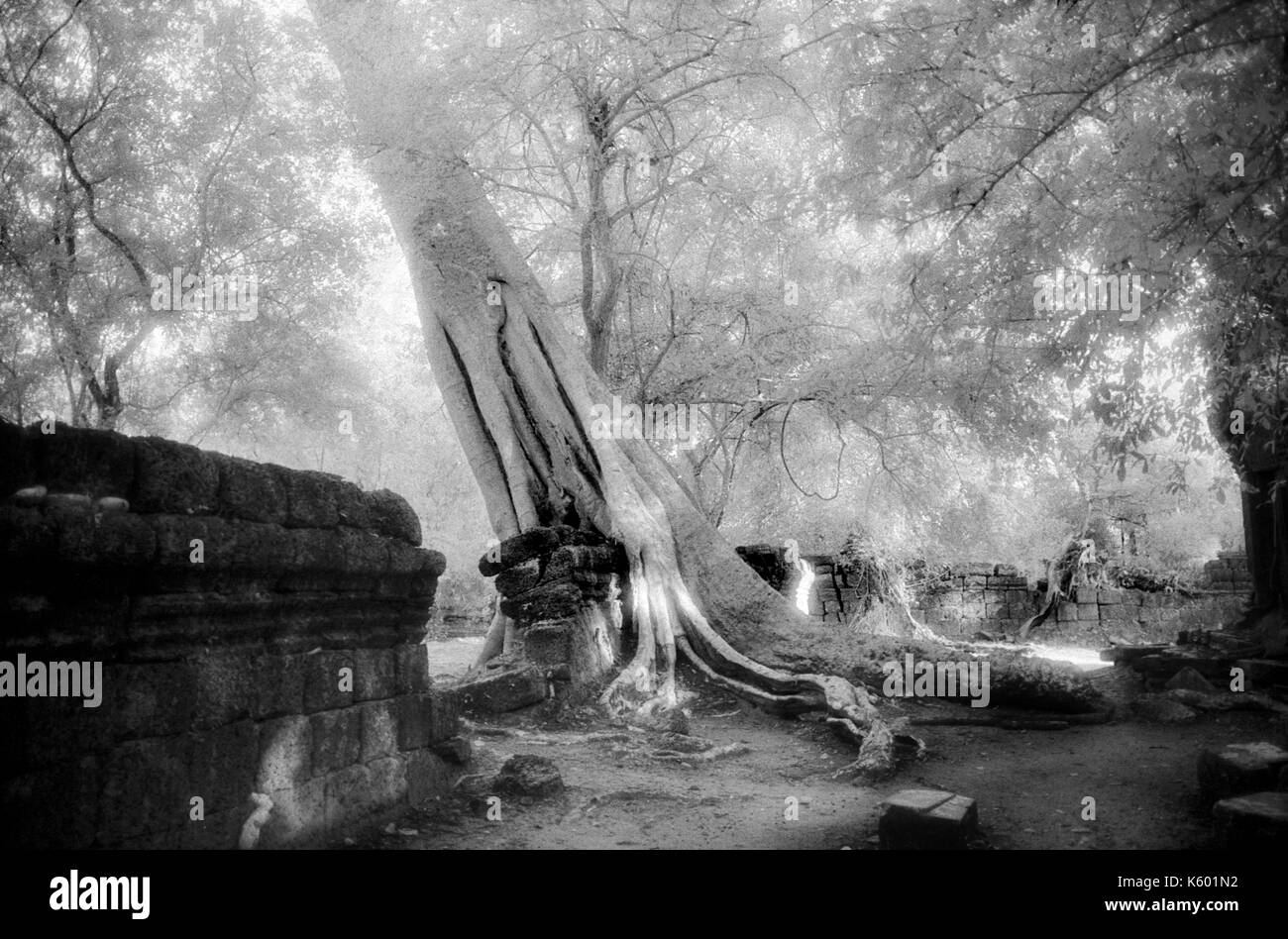 Strangler fig sur une paroi, à temple Angkor Thom, au Cambodge. Le 30 octobre 1996. Sur l'origine de l'image b/w film infrarouge. Banque D'Images