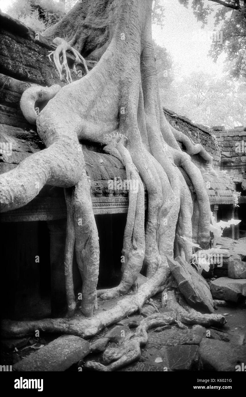 Strangler fig couvre un mur et promenade dans le toit du temple d'Angkor Thom, au Cambodge. octobre 29, 1996. image provenant de b/w film infrarouge. Banque D'Images