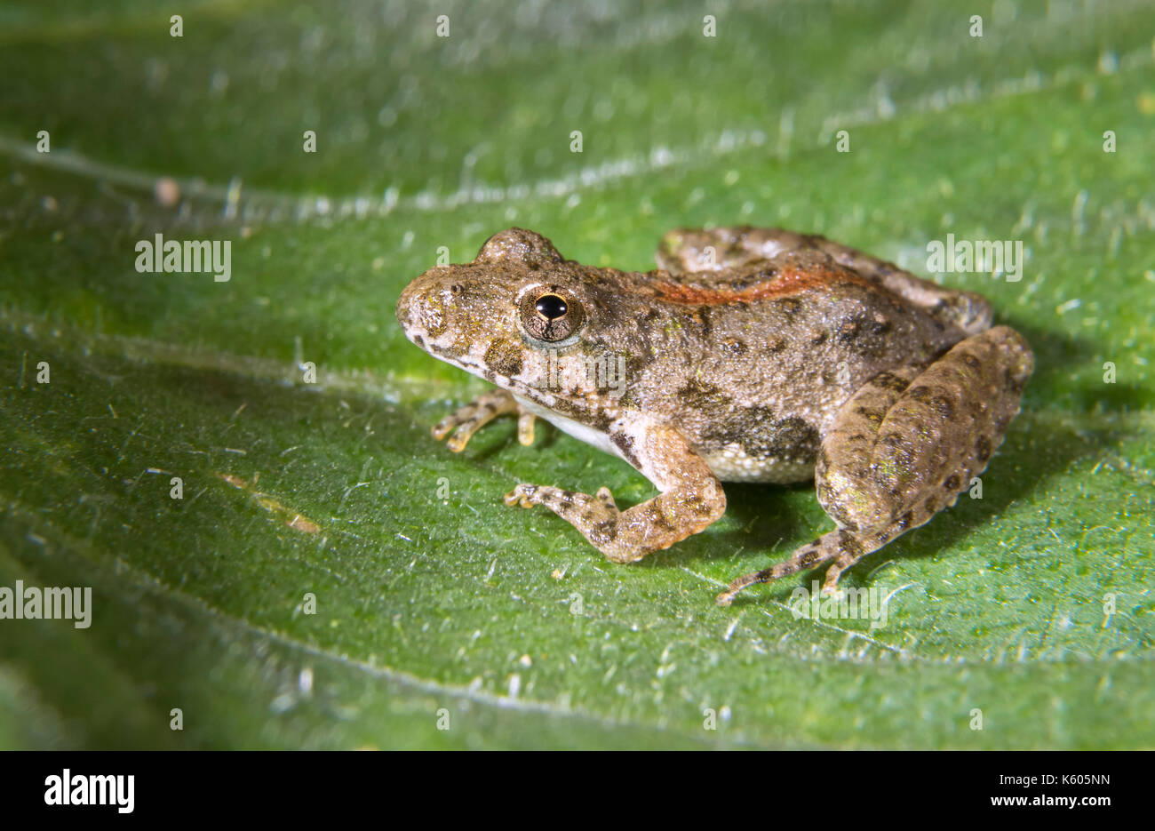 Rainette grillon de Blanchard (Acris crepitans blanchardi) sur une feuille, Ames, Iowa, USA Banque D'Images