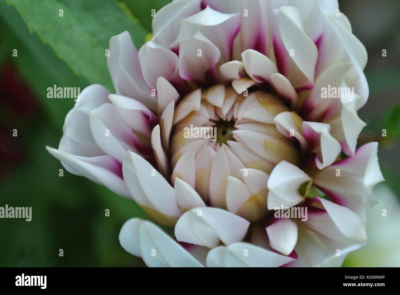 fleur de fleur Banque D'Images