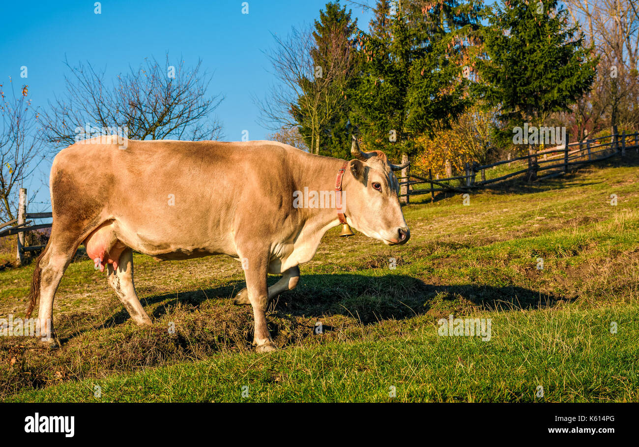 Les chemins d'alpage de vache sur colline près de forêt. Belle épisode quotidien de la vie rurale Banque D'Images