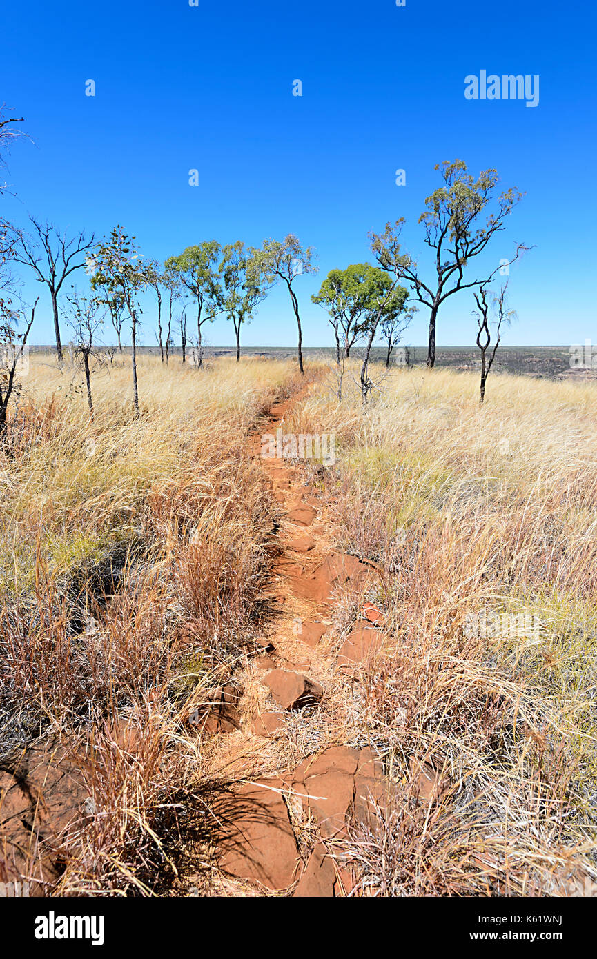 Sentier de randonnée à travers les prairies, savanes à pied au Parc National de la Gorge de porc-épic, Queensland, Queensland, Australie Banque D'Images