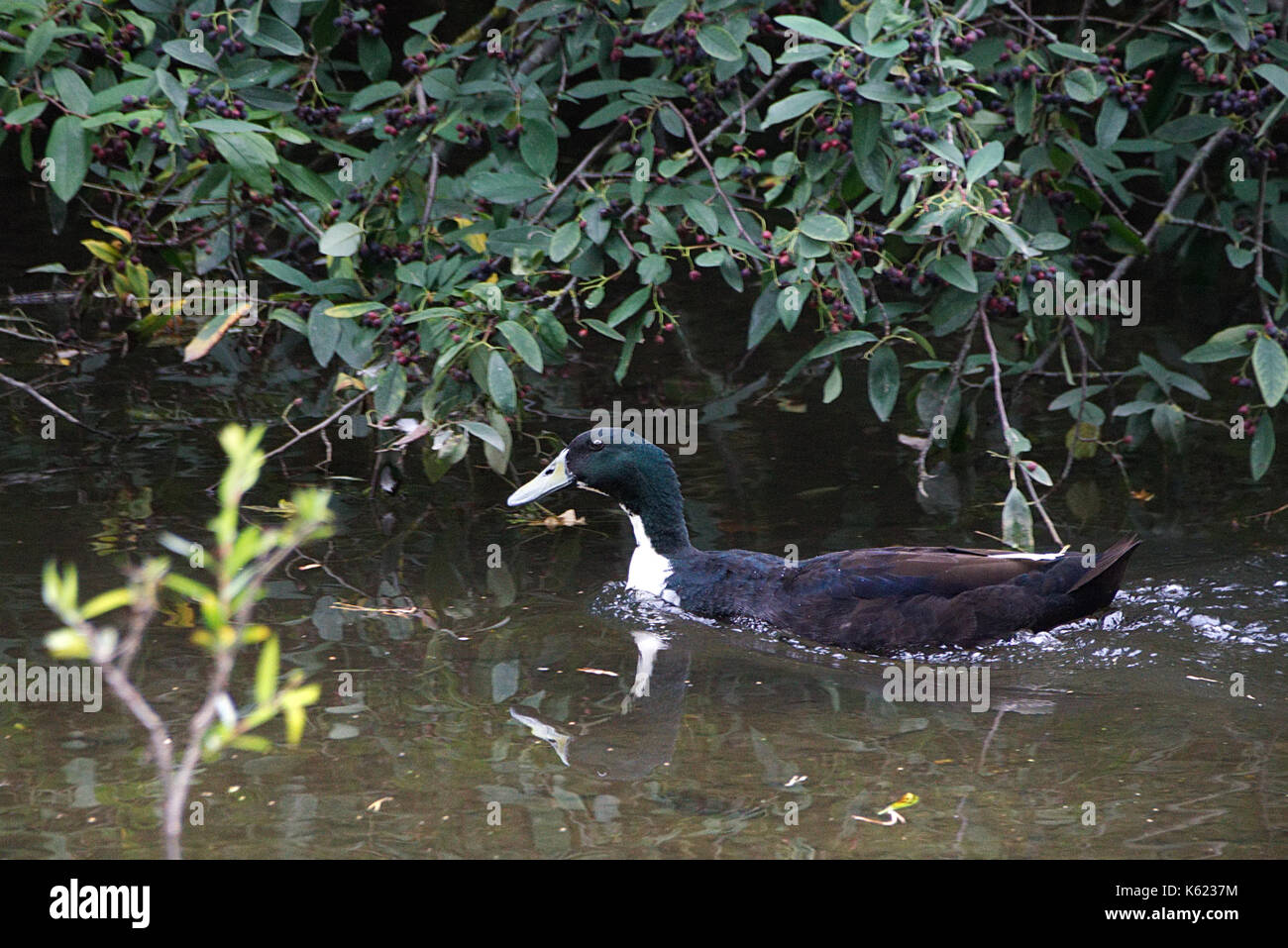 Noir et blanc rare canard colvert parfois connu comme un hybride ou manky mallard baignade dans