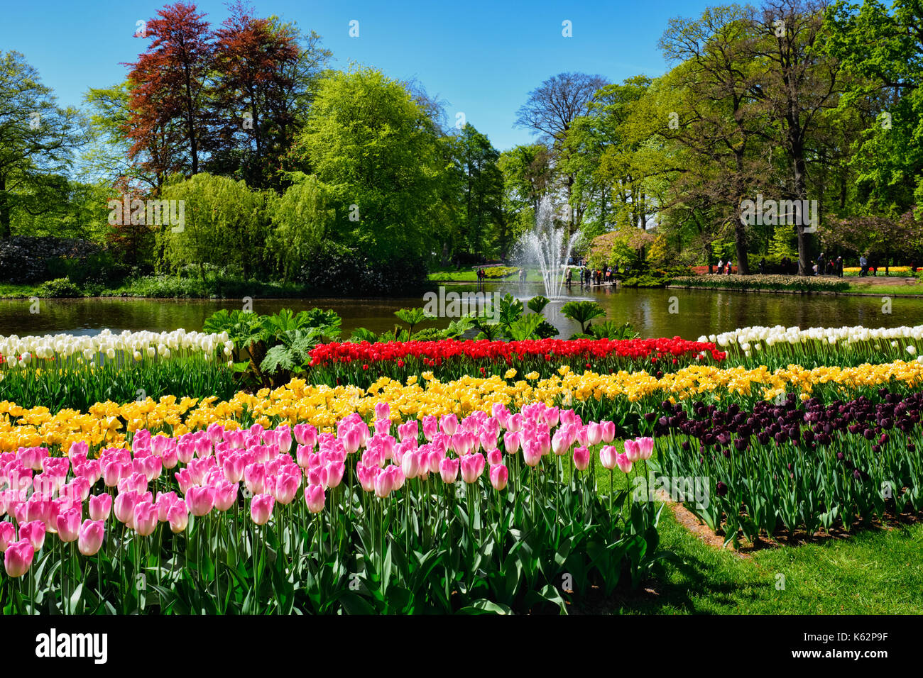 Parterre de tulipes en fleurs dans jardin de fleurs Keukenhof, Netherland Banque D'Images