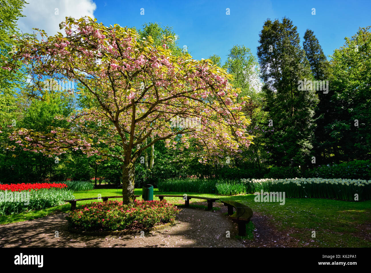 En d'arbres en fleurs jardin de fleurs Keukenhof, Pays-Bas Banque D'Images