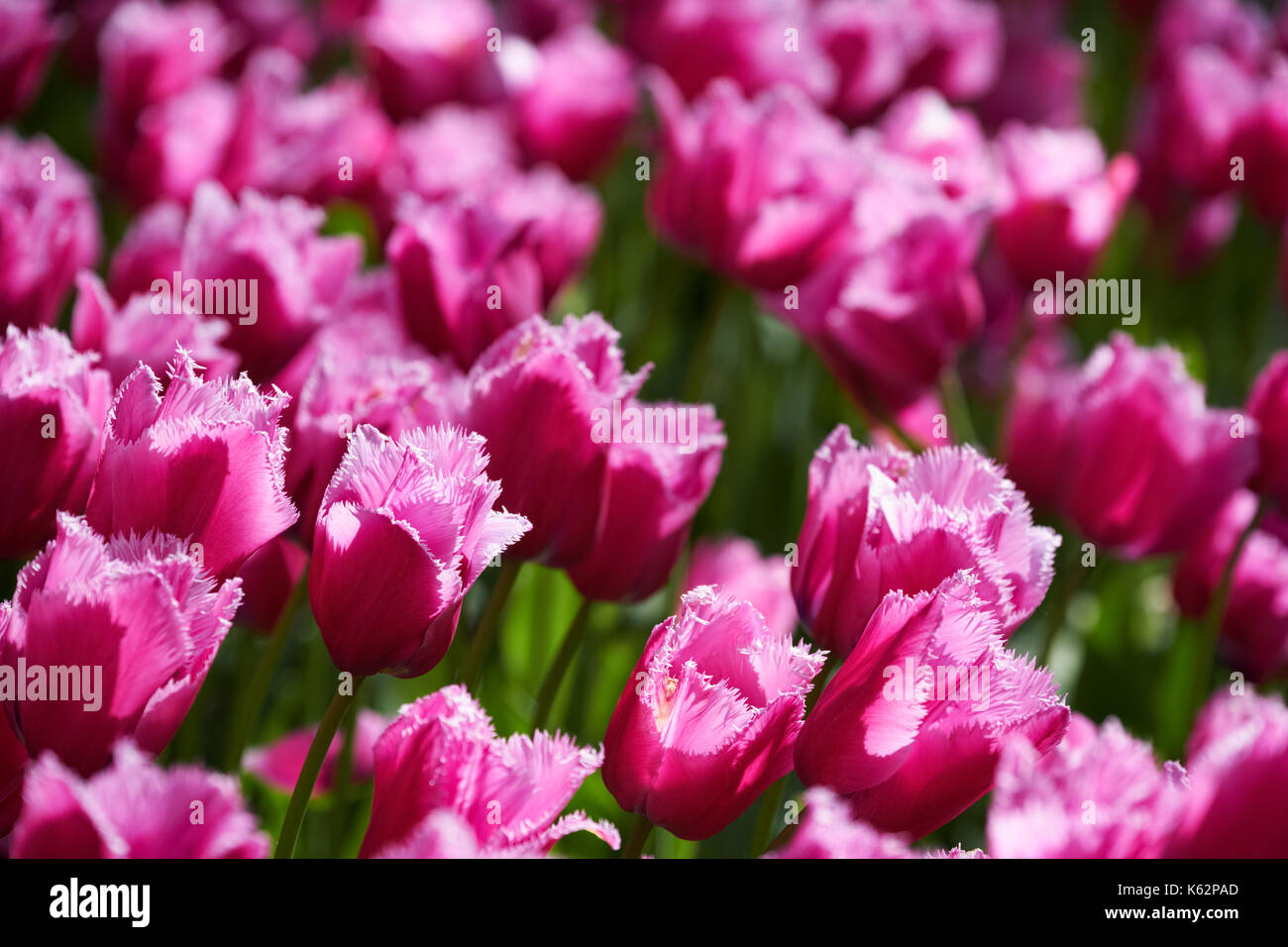 Parterre de tulipes en fleurs dans jardin de fleurs Keukenhof, Netherland Banque D'Images