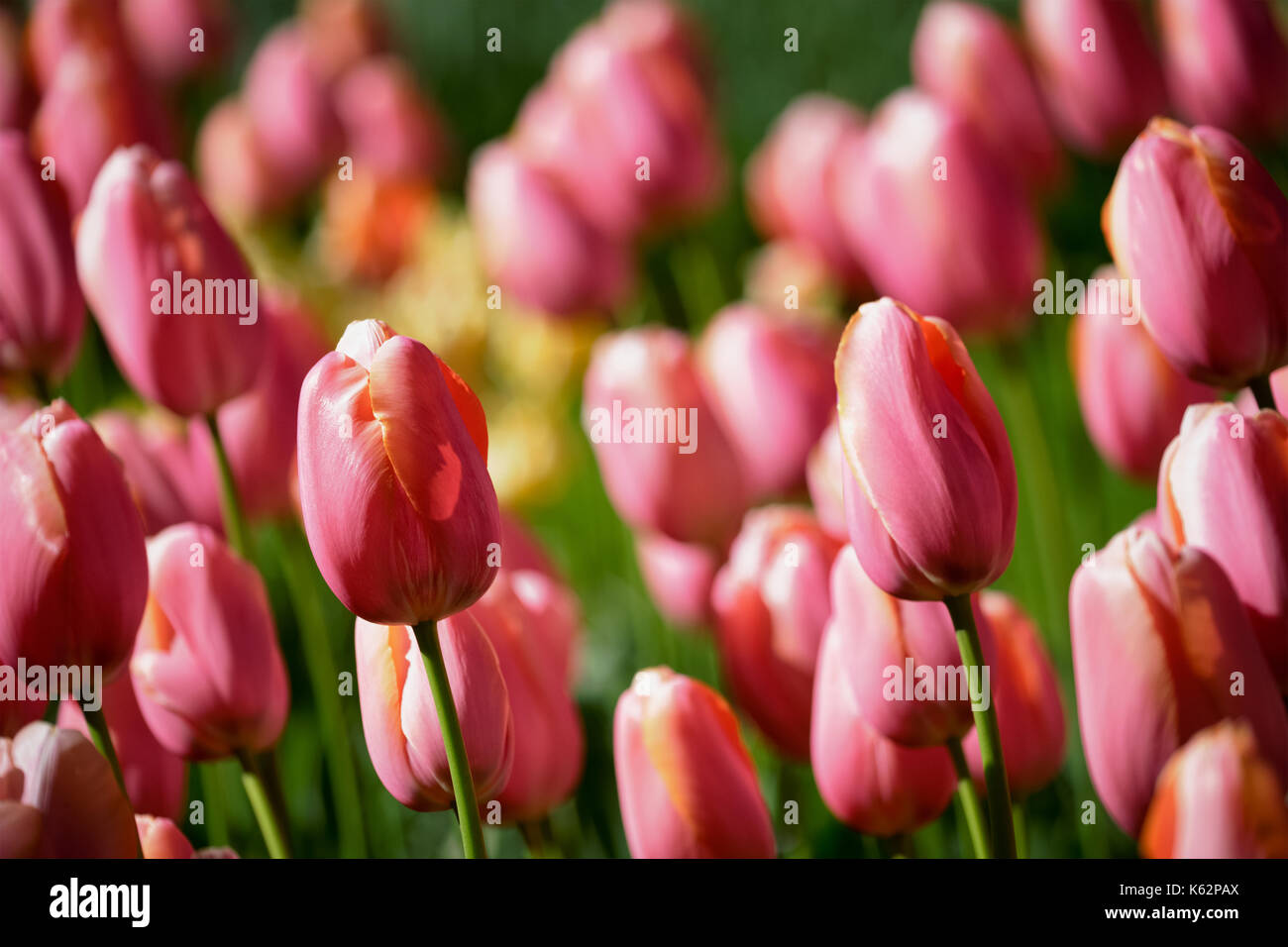 Parterre de tulipes en fleurs dans jardin de fleurs Keukenhof, Netherland Banque D'Images