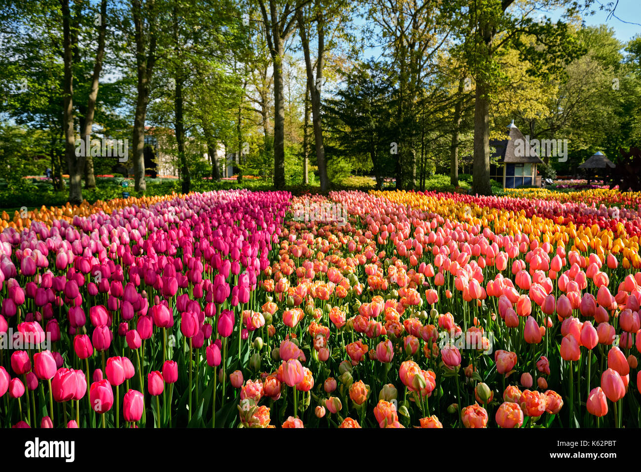 Parterre de tulipes en fleurs dans jardin de fleurs Keukenhof, Netherland Banque D'Images