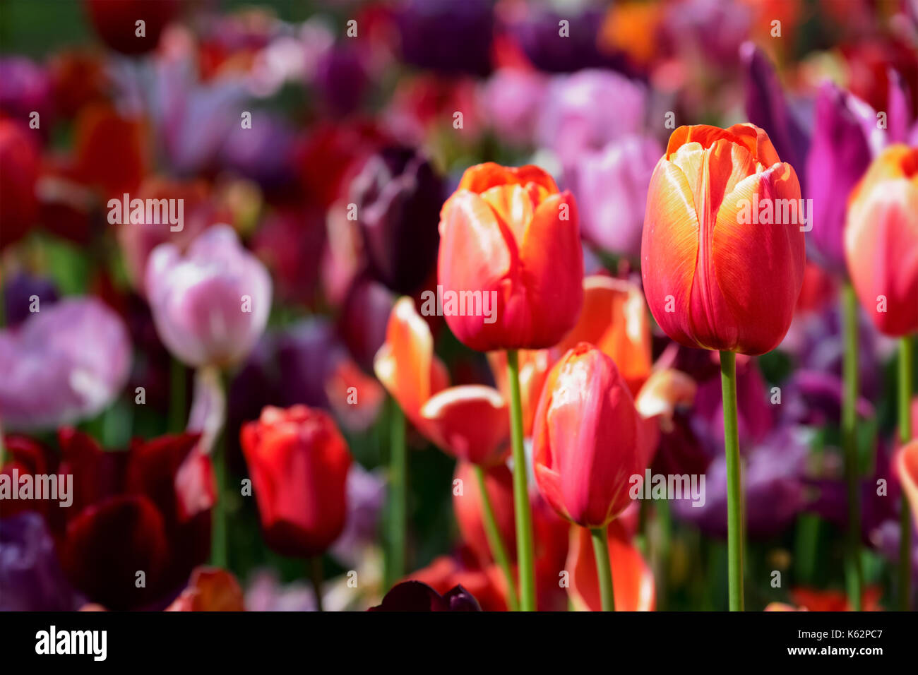 Parterre de tulipes en fleurs dans jardin de fleurs Keukenhof, Netherland Banque D'Images