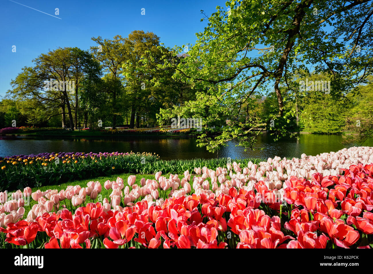 Parterres de tulipes en fleurs au jardin de fleurs Keukenhof, Netherlan Banque D'Images