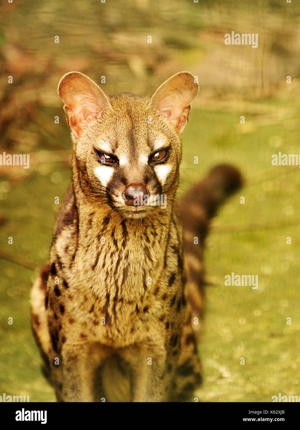 Civet De Chat Photo Stock Alamy