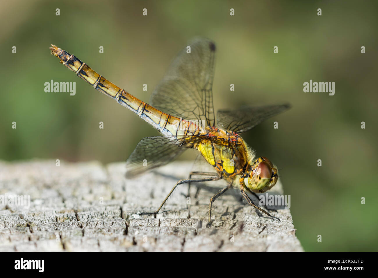 Dard commun - Libellule Sympetrum striolatum (femelle) en position d'obélisque, sur un poteau près de l'eau au début de l'automne au Royaume-Uni. Banque D'Images Dard commun - Libellule Sympetrum striolatum (femelle) en position d'obélisque, sur un poteau près de l'eau au début de l'automne au Royaume-Uni. Banque D'Images