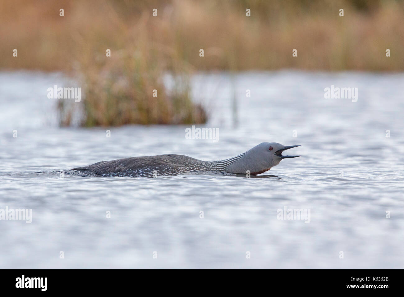 Plongeon catmarin (Gavia stellata), des profils composant Banque D'Images
