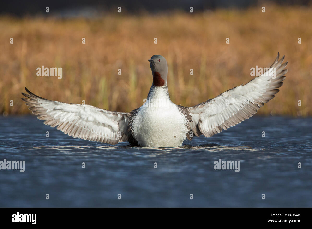 Plongeon catmarin (Gavia stellata), des profils s'étend ses ailes Banque D'Images