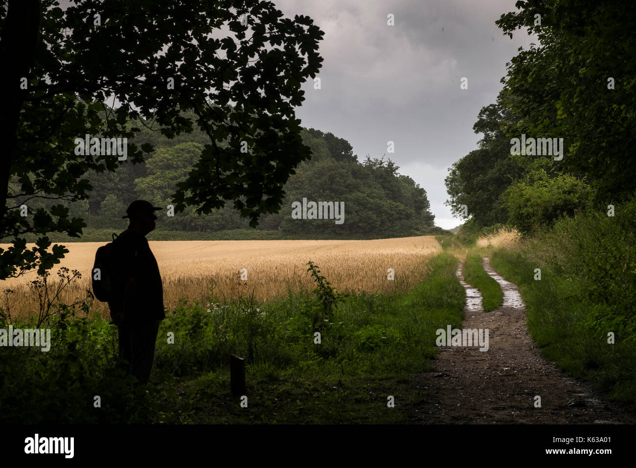 En attendant la pluie, avant qu'continueing sur un pays à pied dans la région de Norfolk, England, UK Banque D'Images