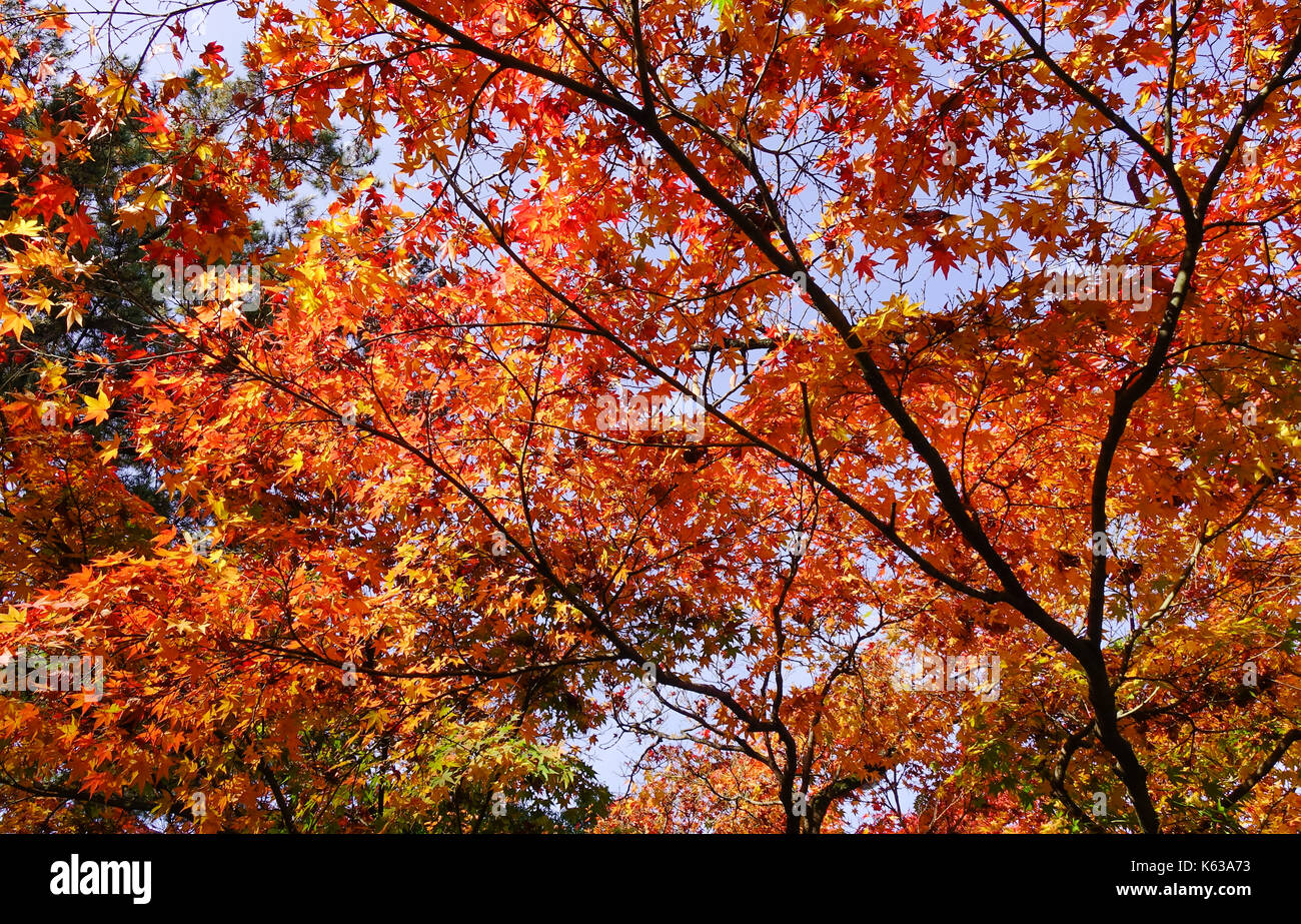 Feuilles rouges sur l'arbre immense à l'automne à Nara, Kansai, Japon. Banque D'Images