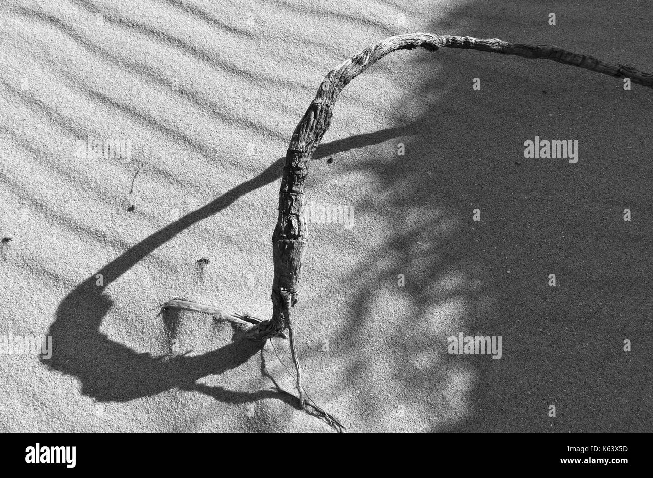 Symbole de l'infini créé par l'effet d'ombre d'une racine, sur une plage, dune, Algarve, PORTUGAL Banque D'Images Symbole de l'infini créé par l'effet d'ombre d'une racine, sur une plage, dune, Algarve, PORTUGAL Banque D'Images