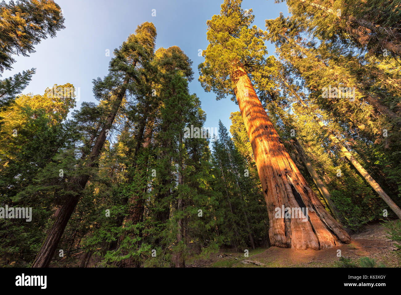 Séquoias géants à Sequoia National Park, Californie sierra nevada. Banque D'Images