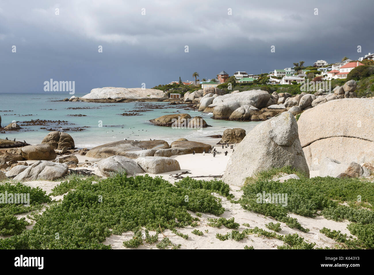 Boulders Beach, Cape Town, Afrique du Sud, une colonie de pingouins africains, Spheniscus demersus. Banque D'Images