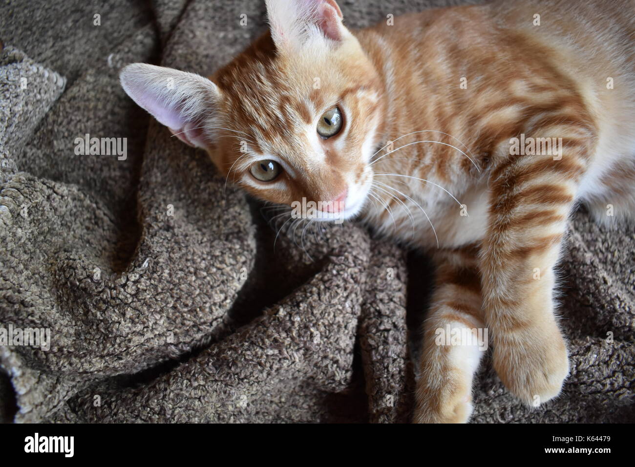 Belle de cinq mois, chaton couché sur un tapis. Banque D'Images