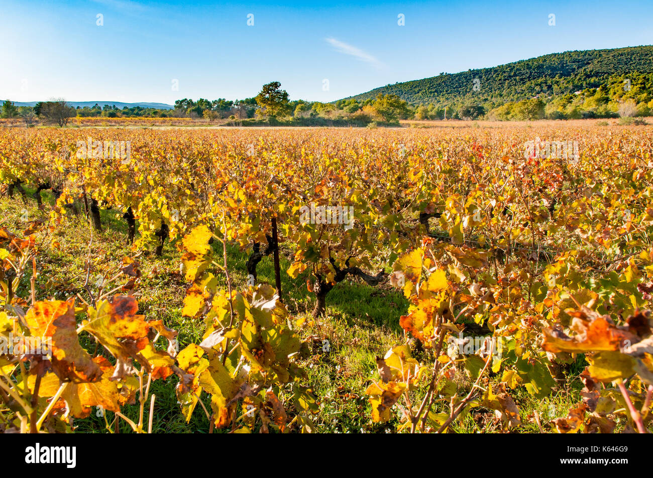 Domaine viticole en provence, dans la région de gareoult près de Brignoles dans le Var, au coucher du soleil Banque D'Images