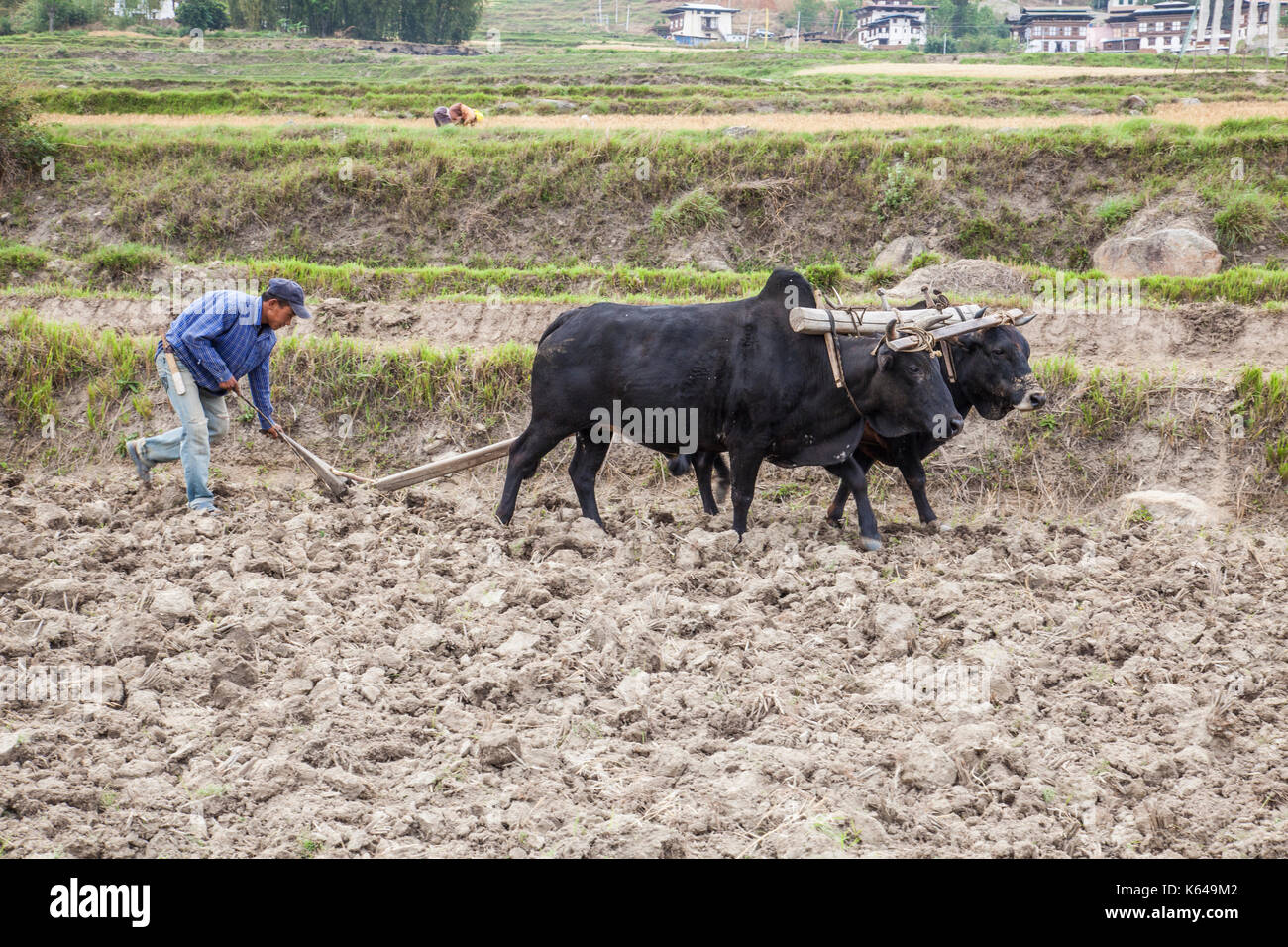 Agriculteur avec charrue, Thimphu, Bhoutan wangdue Banque D'Images