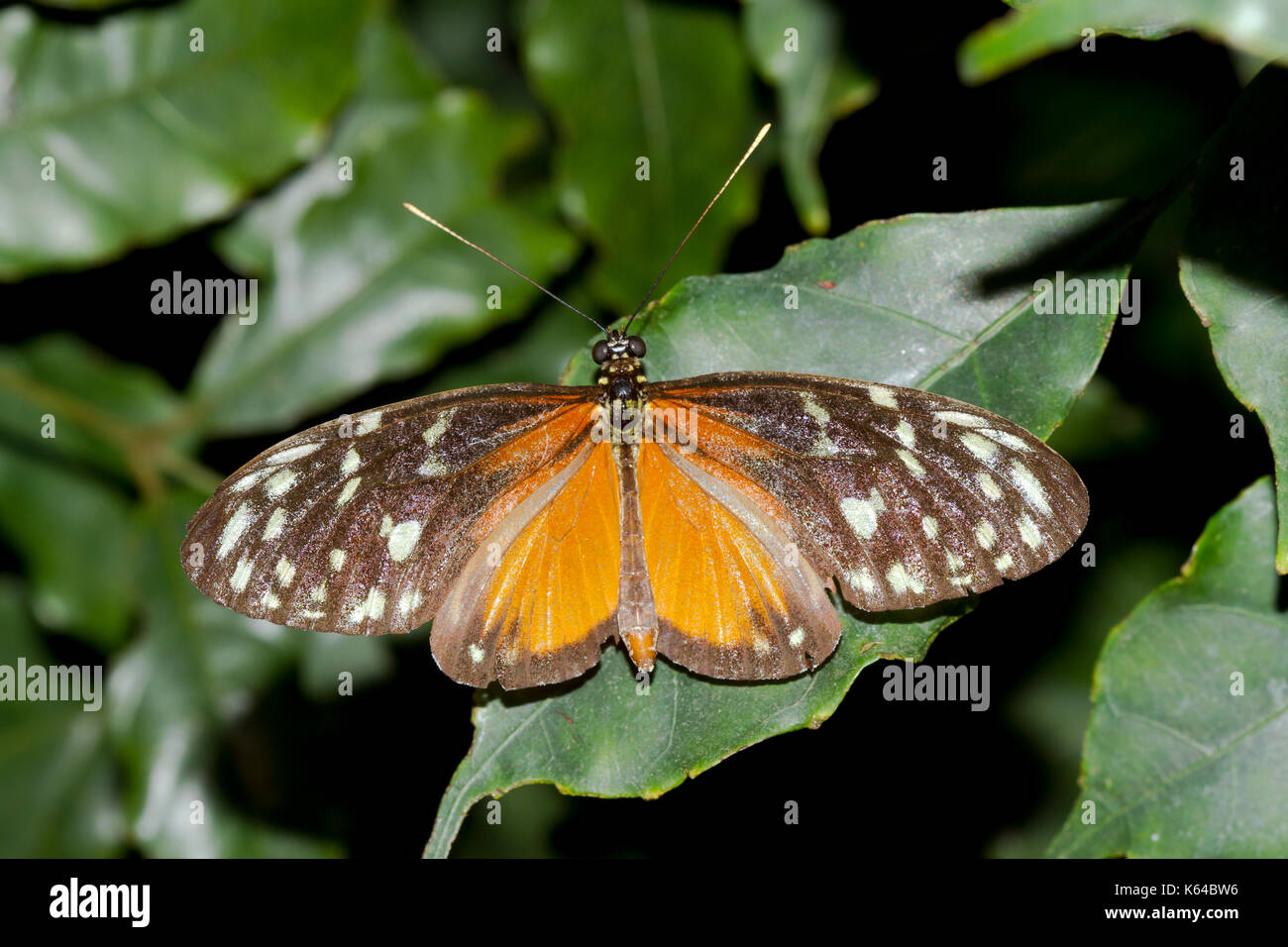 (Heliconius hecale tiger longwing captice), Banque D'Images