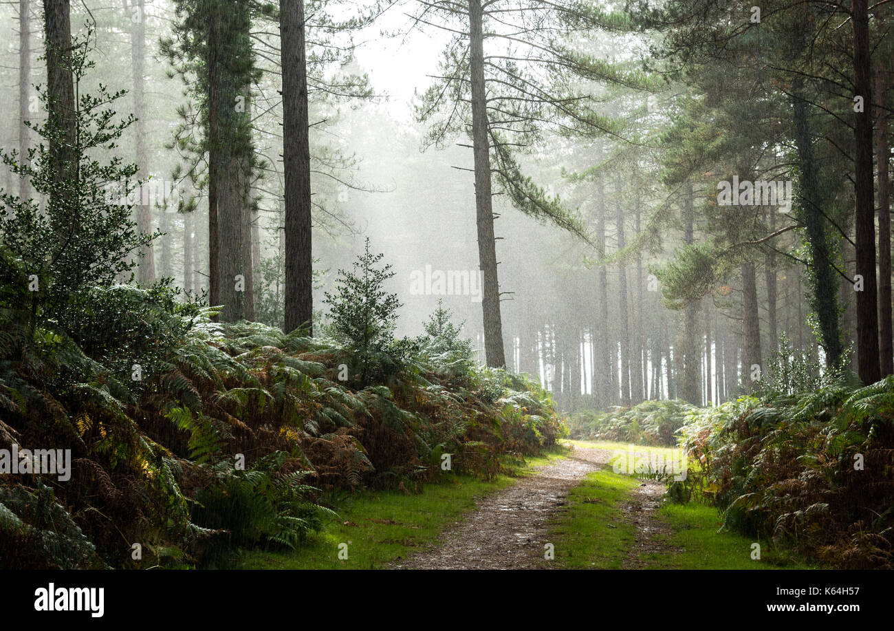 Pluie tombant dans une forêt Banque D'Images