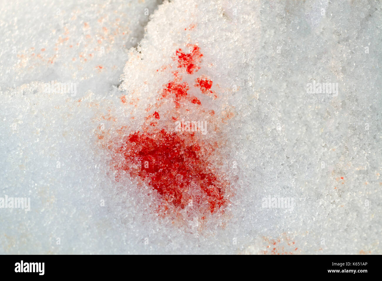 Tache de sang sur la neige, à gauche par animal blessé. Banque D'Images