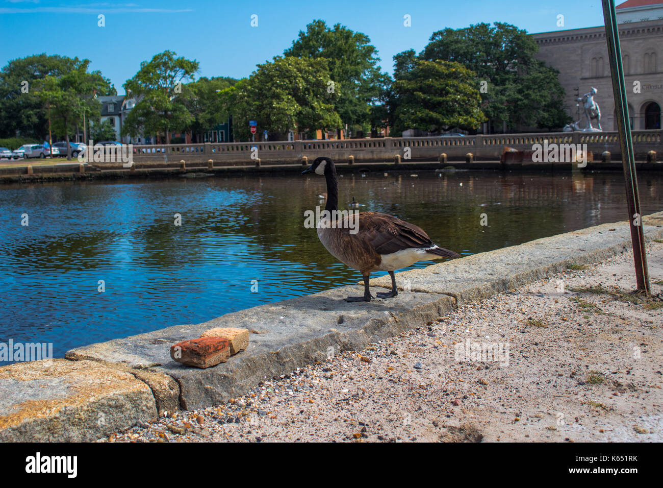 A l'air d'oiseaux de quelque chose à manger Banque D'Images