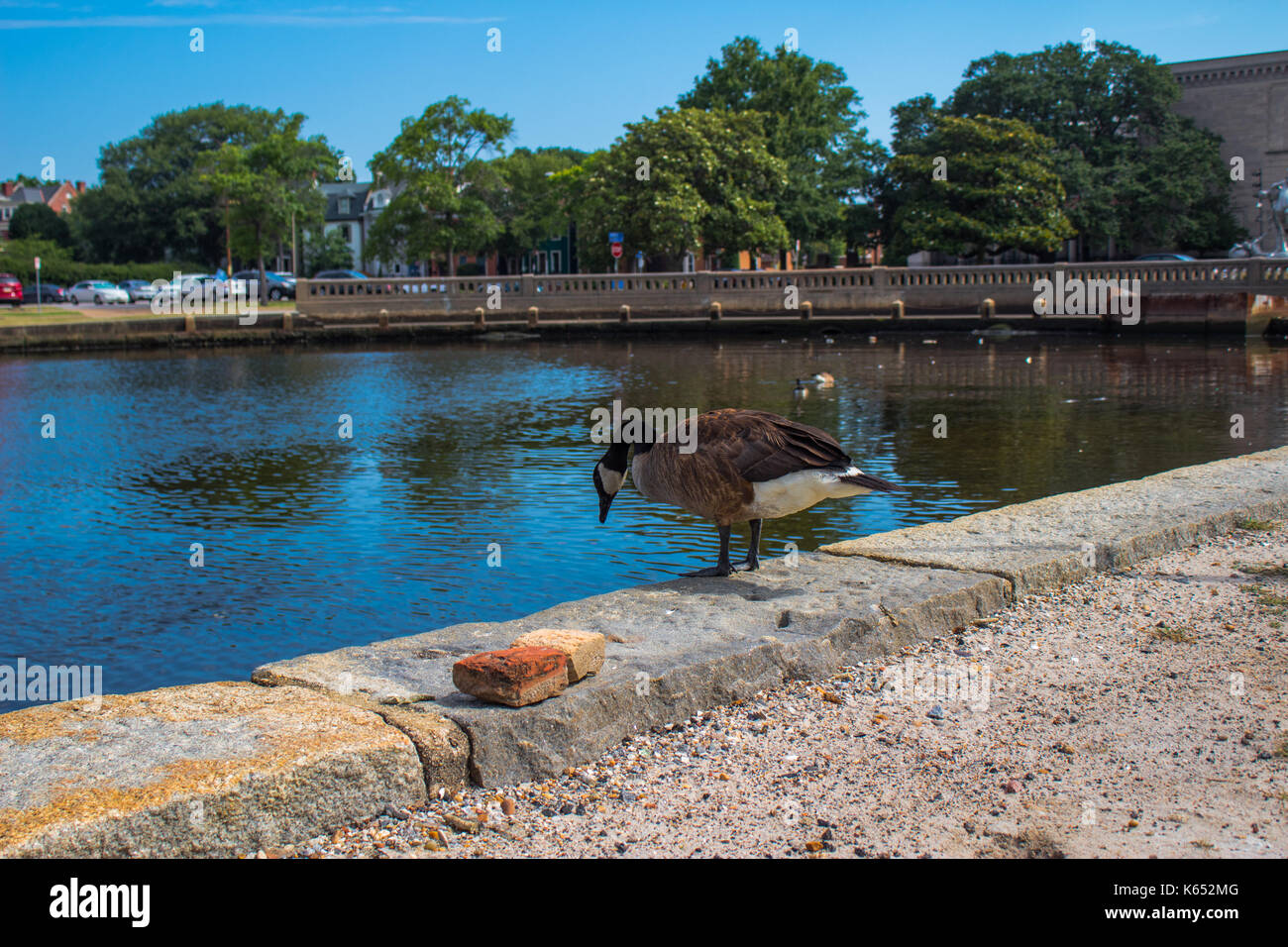 A l'air d'oiseaux de quelque chose à manger Banque D'Images