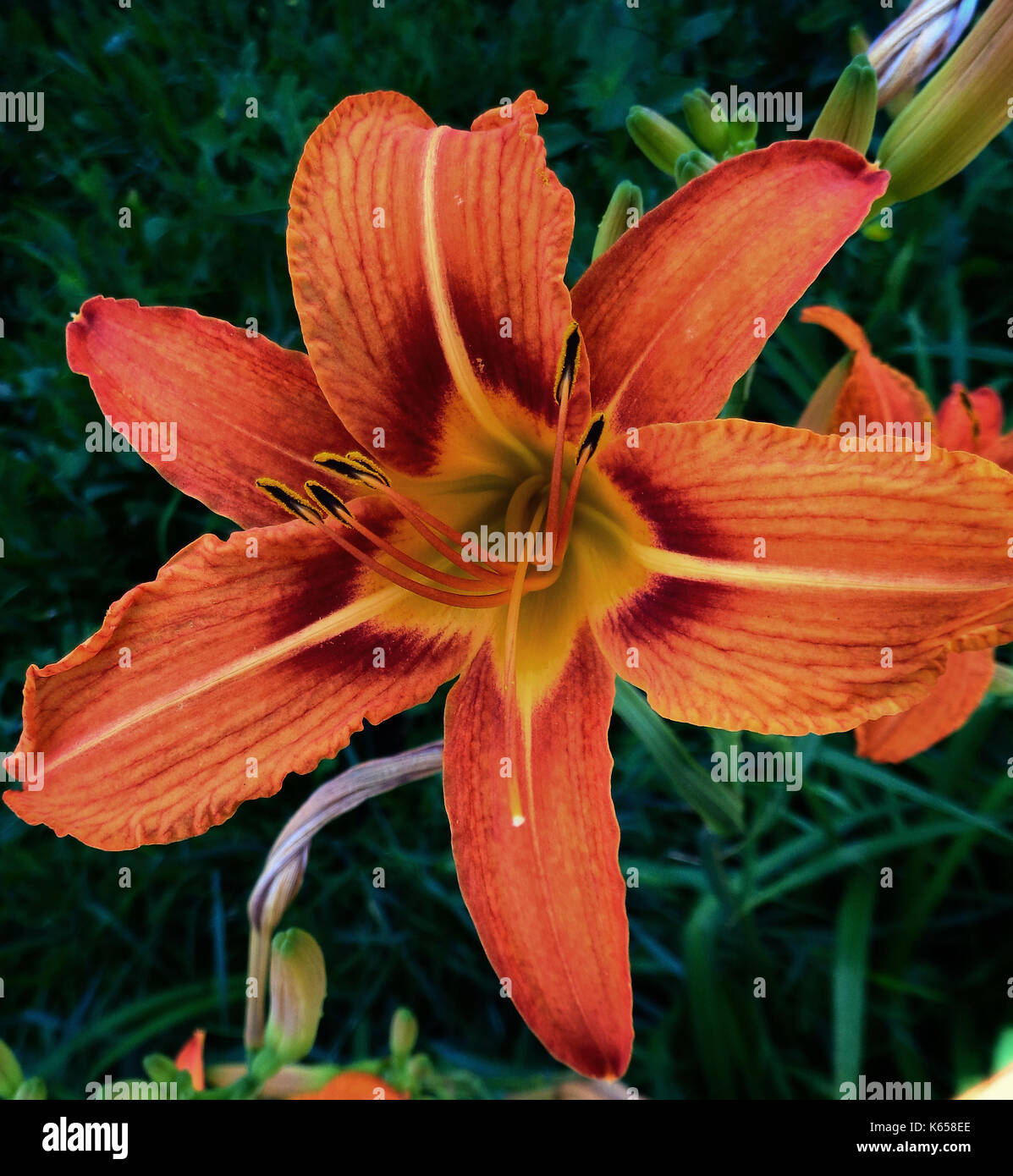 Lily. Lys Orange. Fleur de lys. Floral background. Fleur Orange. Banque D'Images