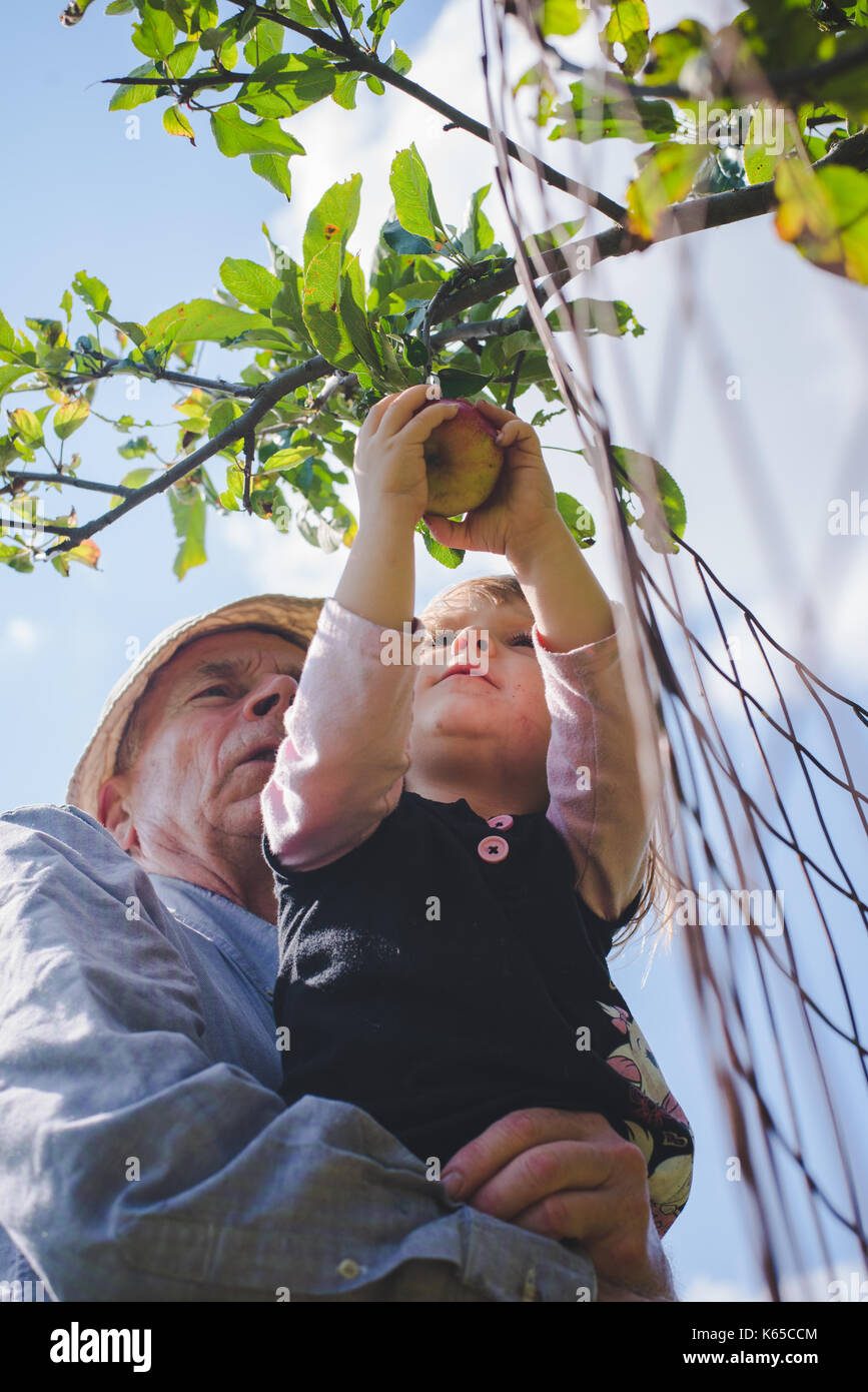 Un grand-père aide sa petite-fille choisissez une pomme d'un arbre. Banque D'Images
