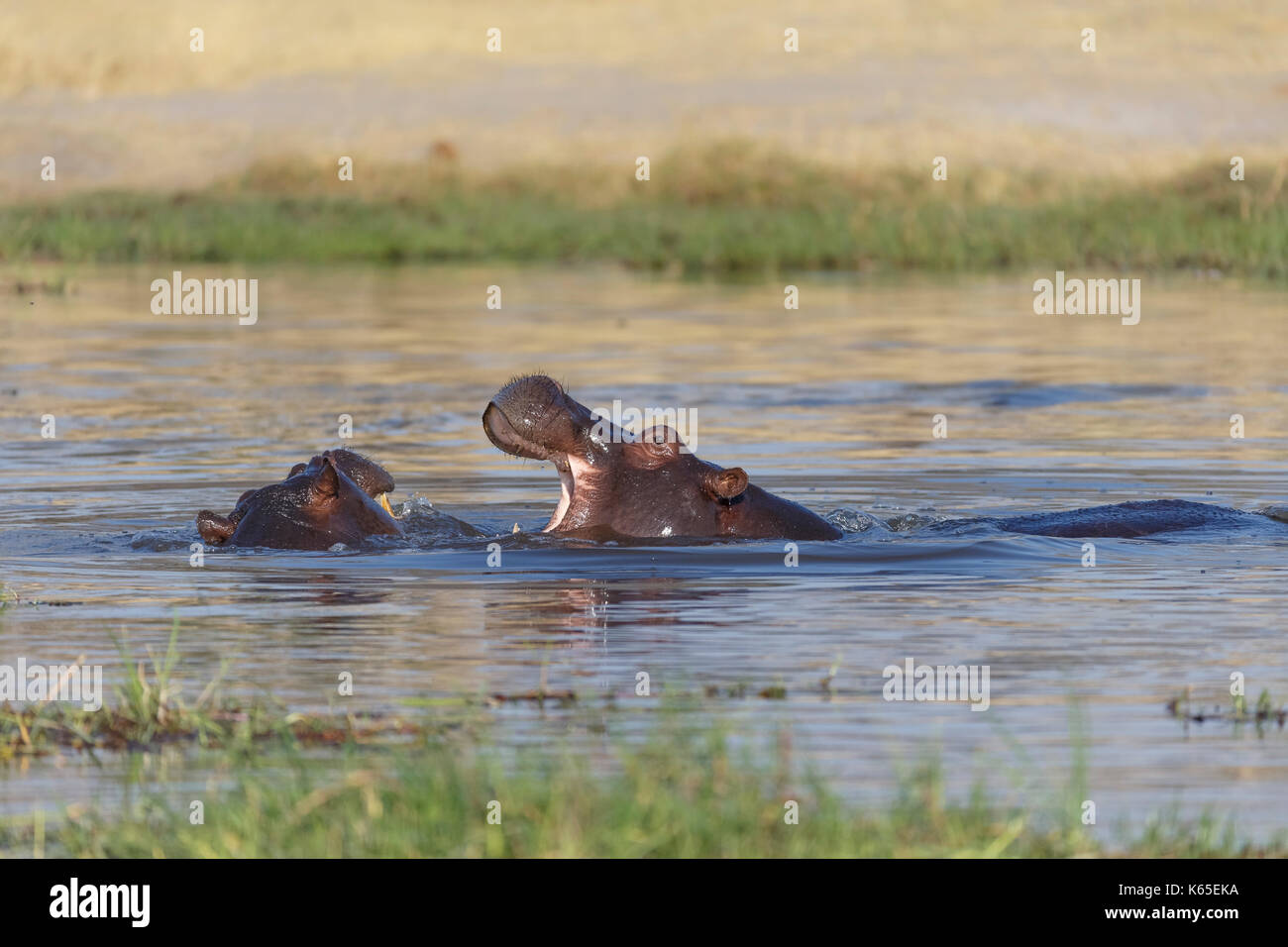 Les jeunes de l'hippopotame playfighting dans Rivière Kwaï, botswana Banque D'Images