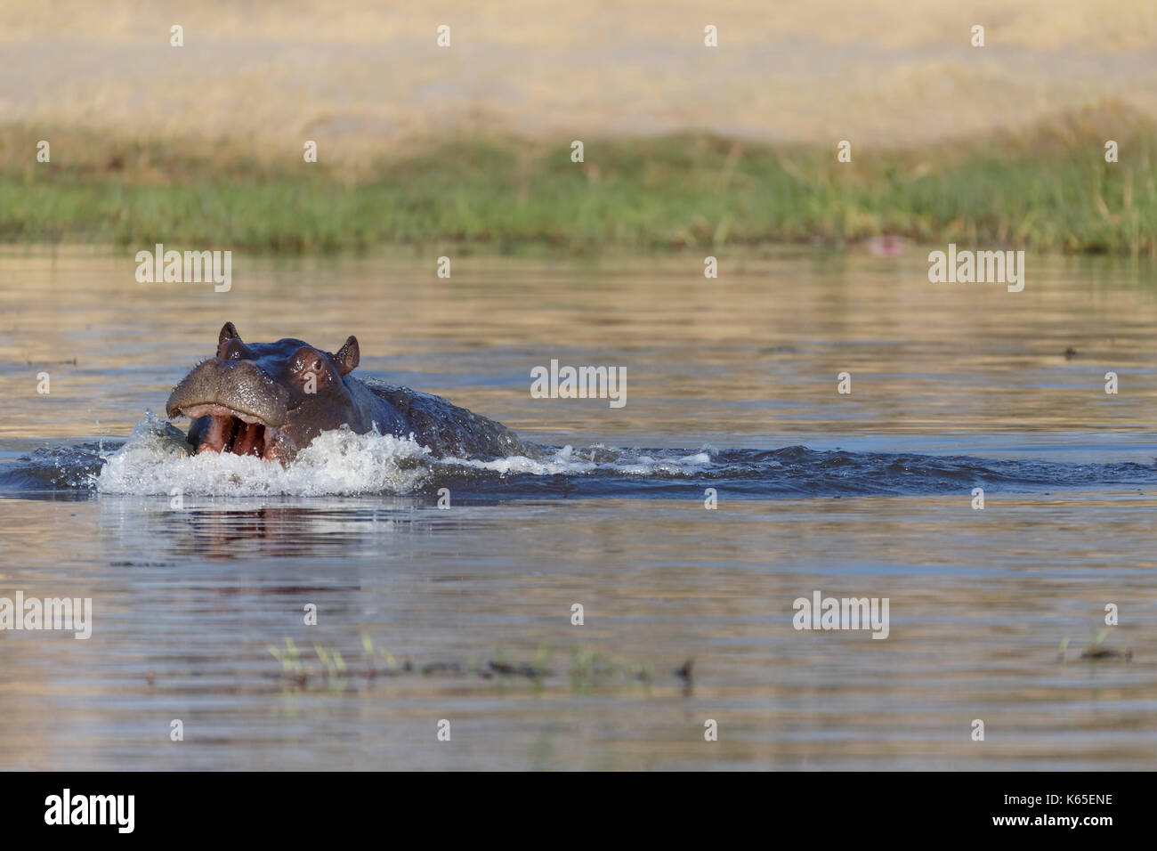 Les jeunes, l'Hippopotame (Hippopotamus amphibius) jouant dans la rivière Kwai, botswana Banque D'Images