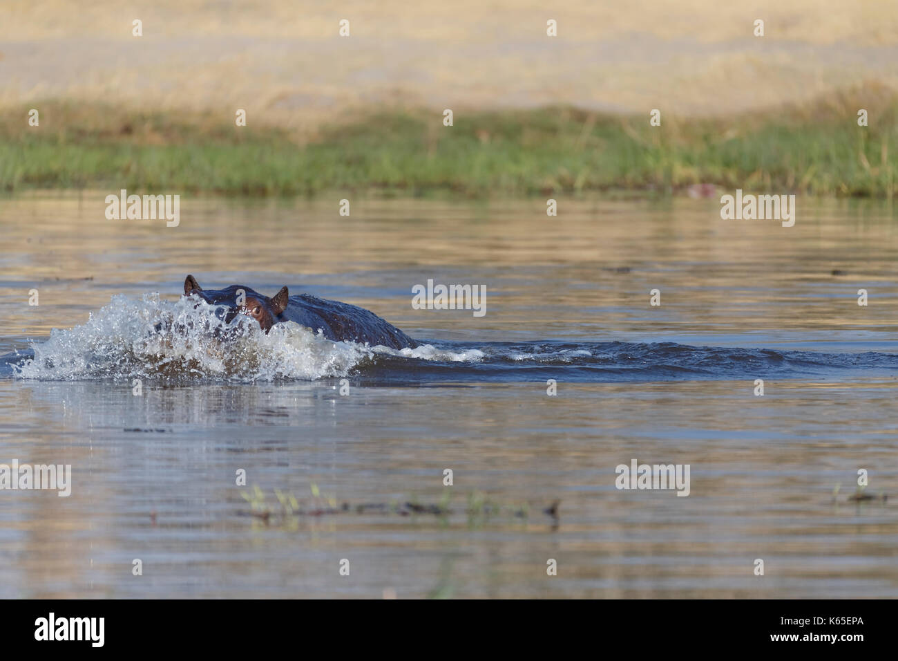 Les jeunes de l'hippopotame playfighting dans Rivière Kwaï, botswana Banque D'Images