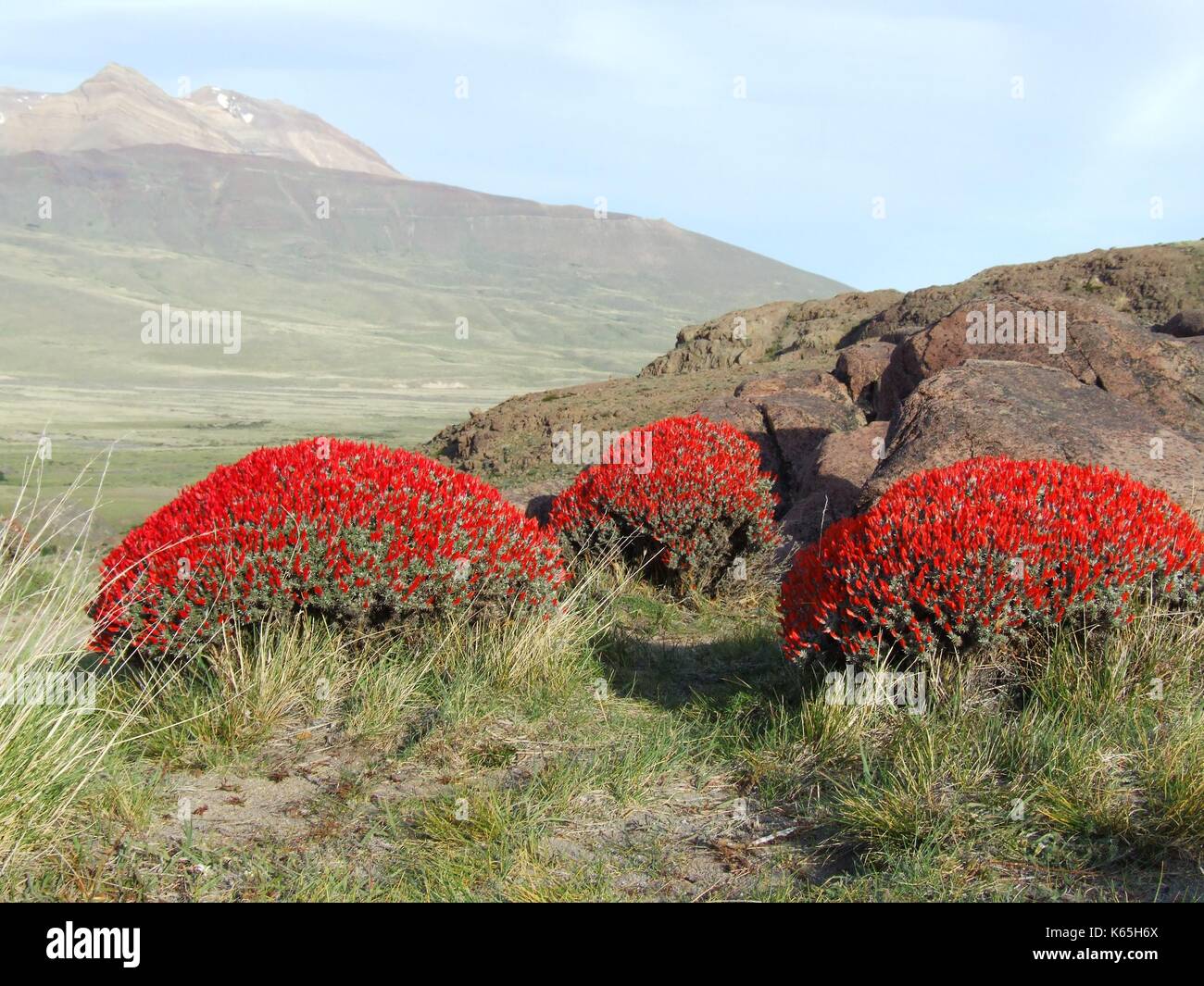 Anarthrophyllum desideratum, un buisson aux fleurs rouges flamboyantes, fleurit dans la steppe de Patagonie près d'El Chalten, en Argentine Banque D'Images