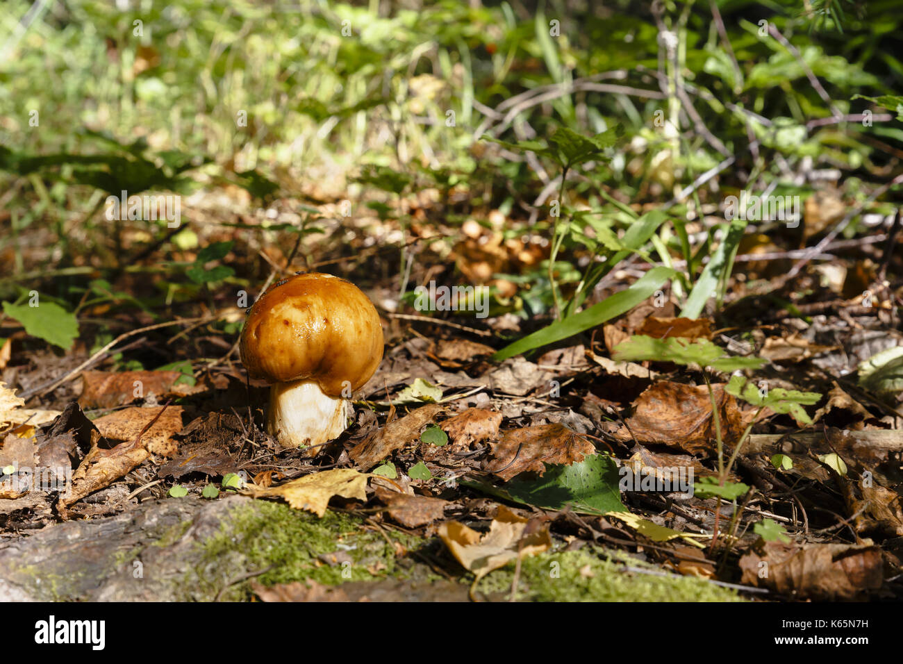 Russula foetens mushroom Banque D'Images