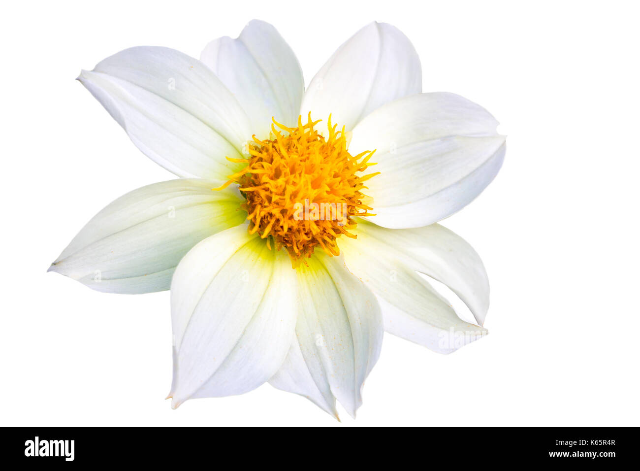 Fleur blanche sur fond blanc Banque D'Images