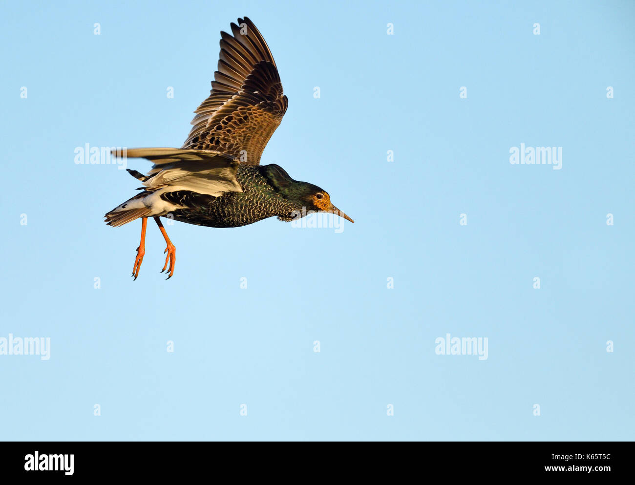 Le Combattant varié (Philomachus pugnax) en vol, la Norvège Banque D'Images