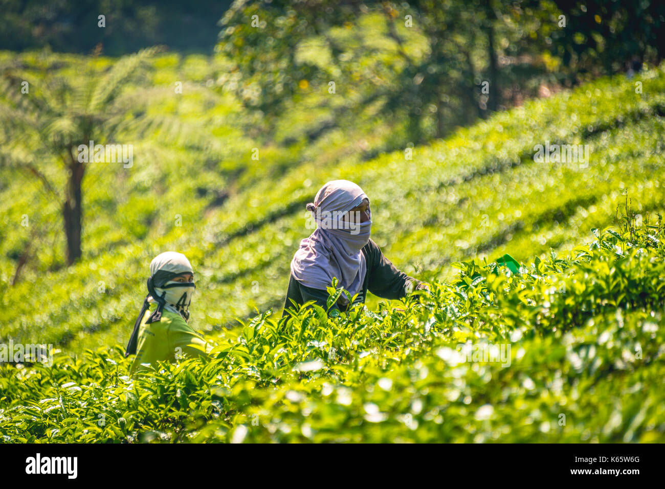 Les cueilleurs de thé local, choisissez la récolte du thé, plantation de thé, culture du thé, Cameron Highlands, Pahang, Tanah Tinggi Cameron Banque D'Images