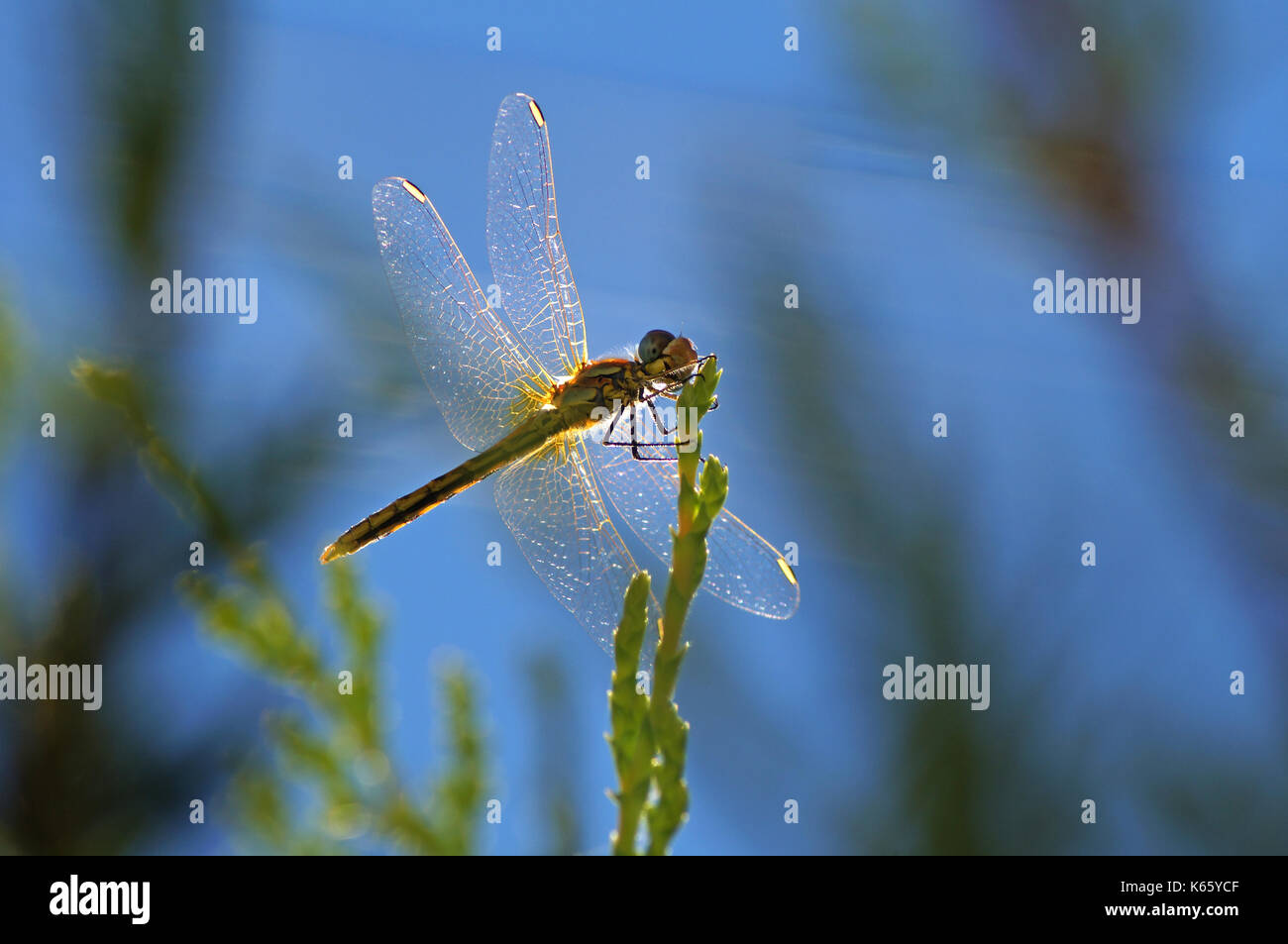 Dragonfly debout sur un livre vert cyprès dans le sud de la France. Banque D'Images