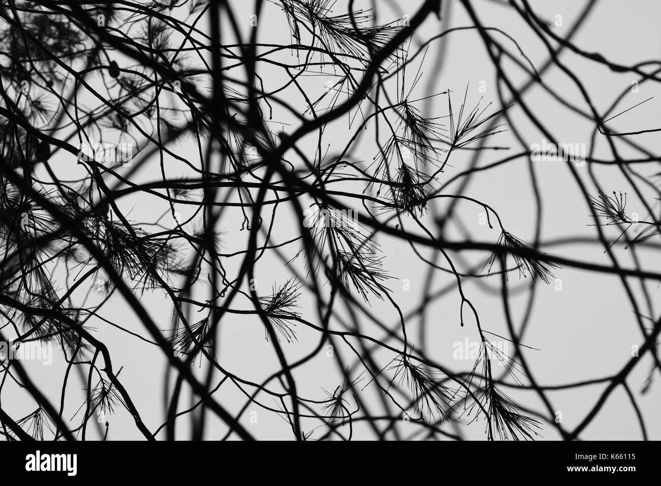 Les aiguilles de pins avec gouttes de pluie obscurcie par branches floues. noir et blanc jour de pluie nature abstraite. Banque D'Images