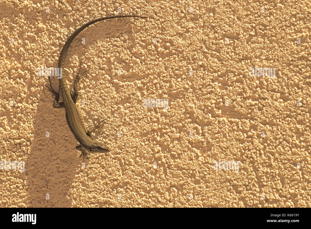 Lézard des murailles (Podarcis muralis) couché sur soleil sur un mur Banque D'Images