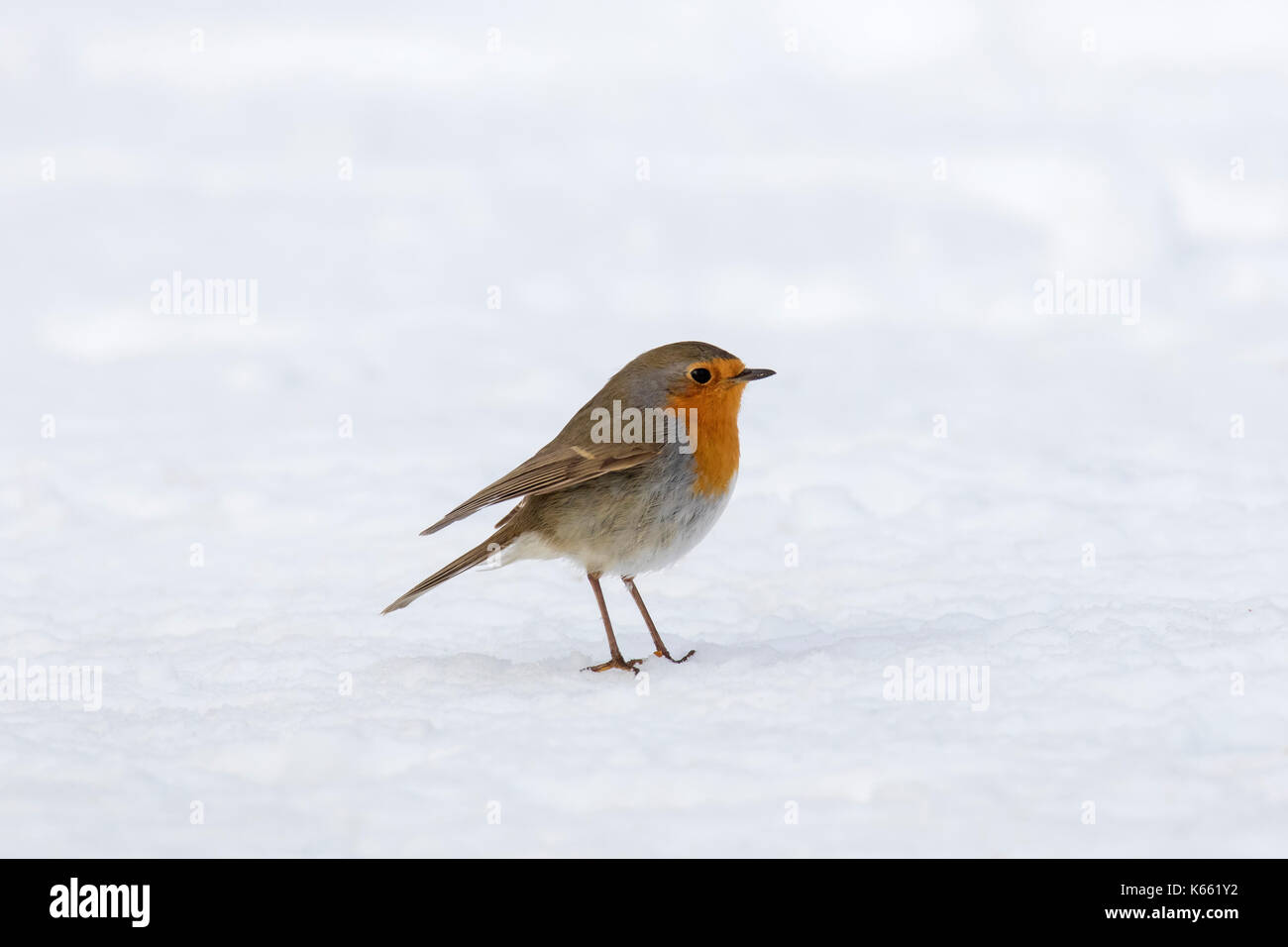 European robin (erithacus rubecula aux abords de nourriture) sur le terrain dans la neige en hiver Banque D'Images