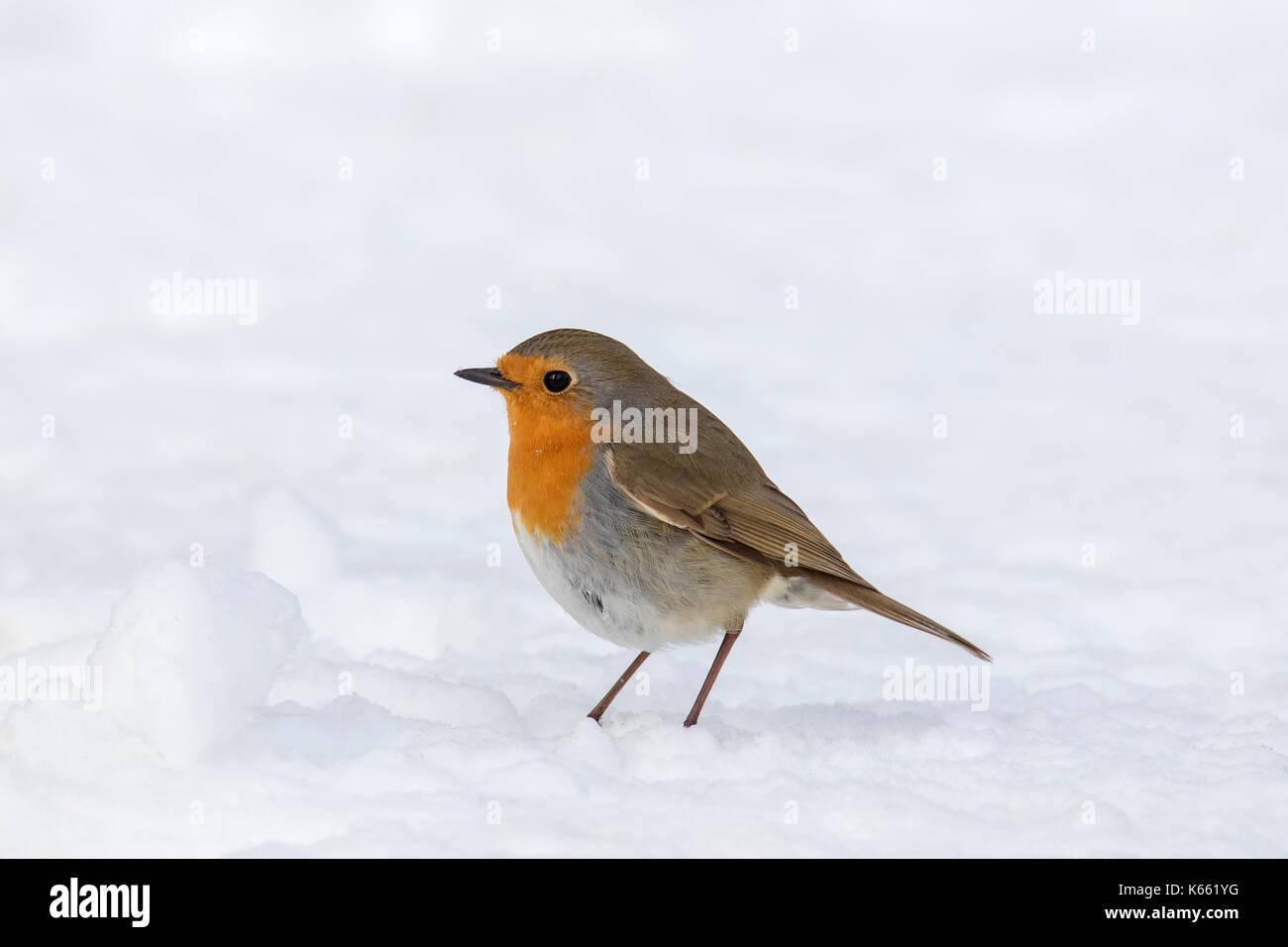 European robin (erithacus rubecula aux abords de nourriture) sur le terrain dans la neige en hiver Banque D'Images
