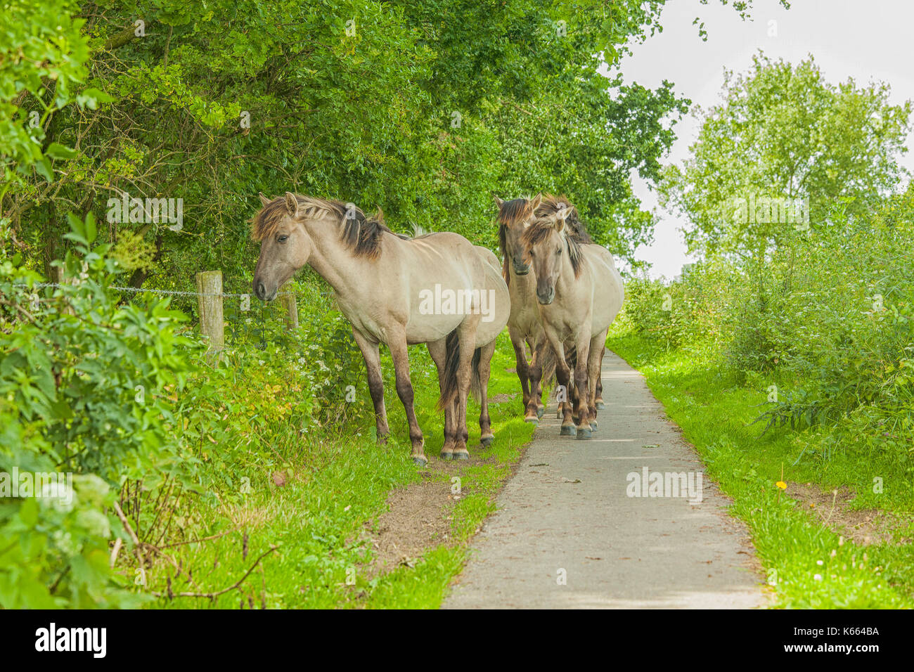 Semi-sauvages chevaux konik polonais marche sur une piste cyclable dans les Pays-Bas Banque D'Images