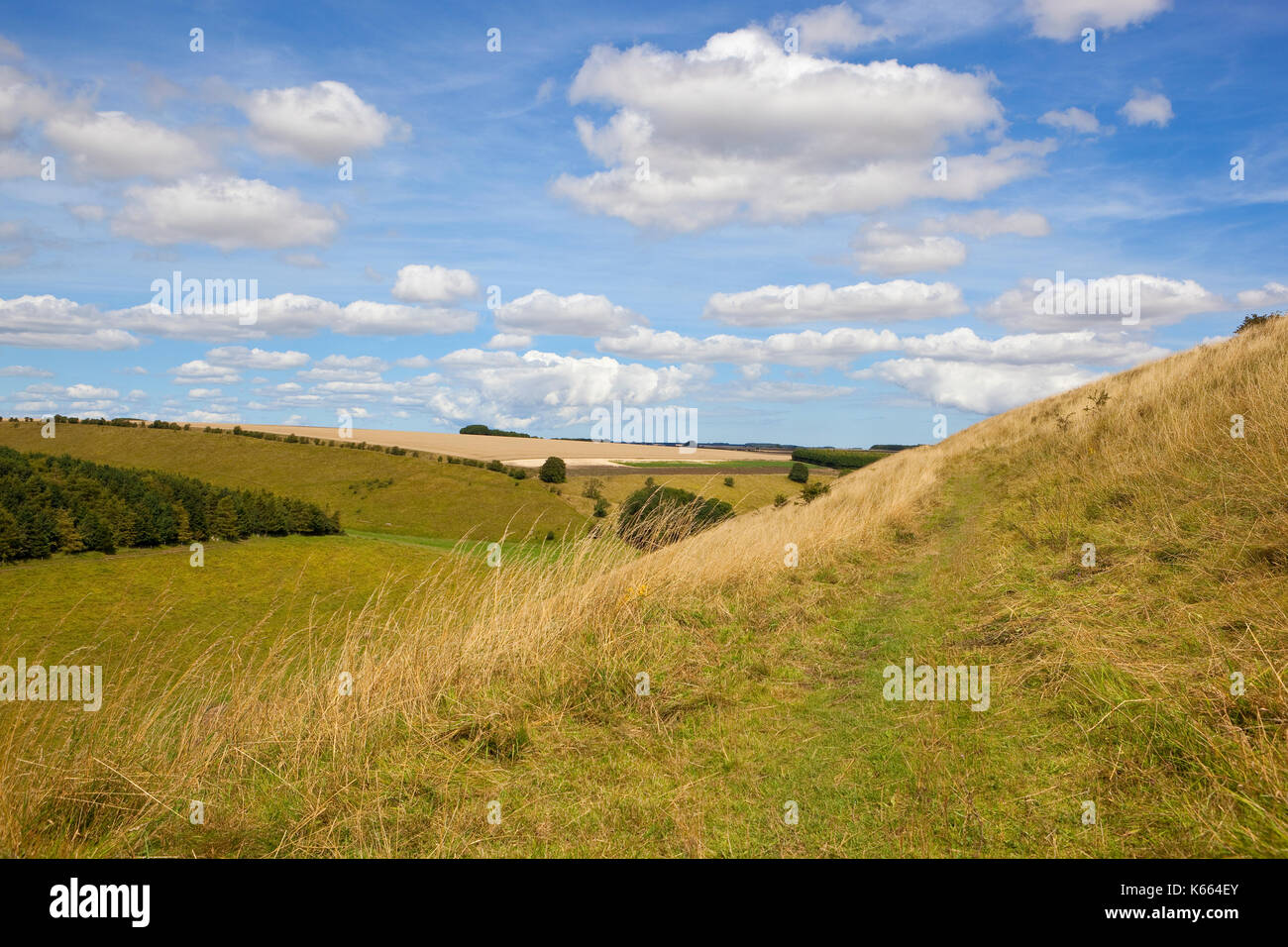 Une verte vallée boisée avec des pentes herbeuses et pâturages sous un ciel d'été bleu dans le Yorkshire Wolds Banque D'Images