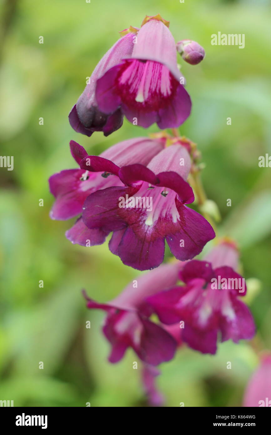 Penstemon 'Raven' , un semi-evergren pereenial avec bell violet foncé, comme des fleurs en pleine floraison dans un jardin anglais border en été Banque D'Images