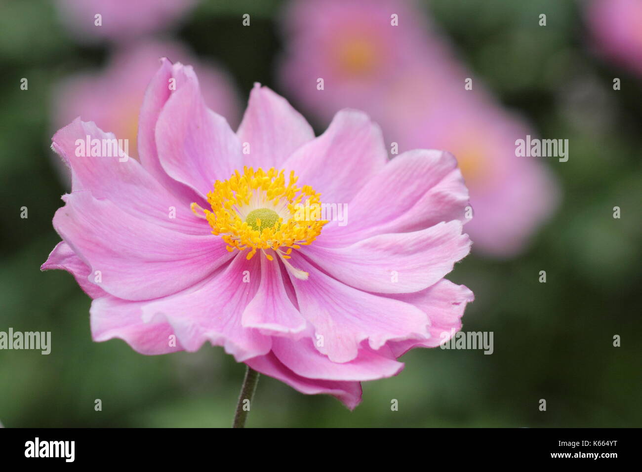 Anémone du Japon 'Queen Charlotte, en pleine floraison dans un jardin border en été (juillet), Royaume-Uni Banque D'Images